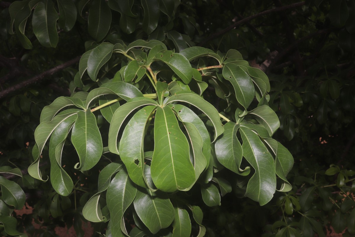 Adansonia digitata L.